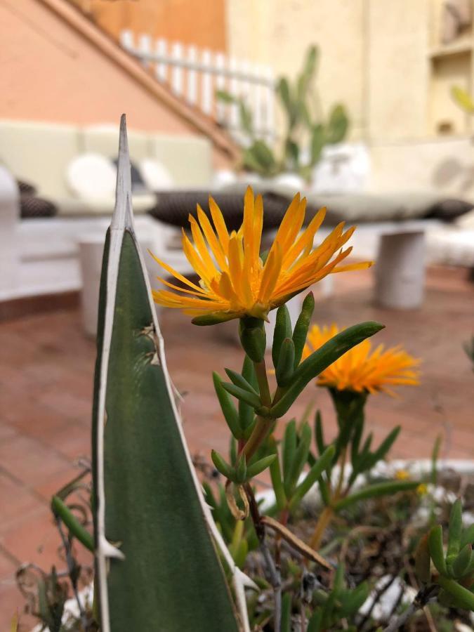 Apartament Navona Sunshine Big Terrace Rzym Zewnętrze zdjęcie